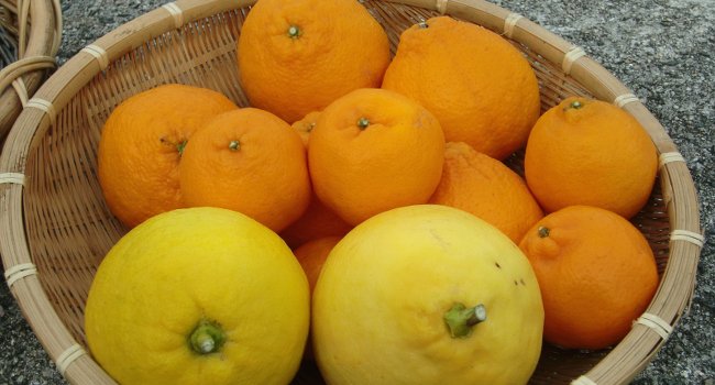 Citrus Fruits